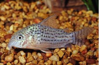 *Corydoras araguaiaensis*